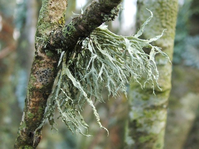 A range of lichen greens--not yellow enough to be olive, not blue enough to  be pine or viridian green…