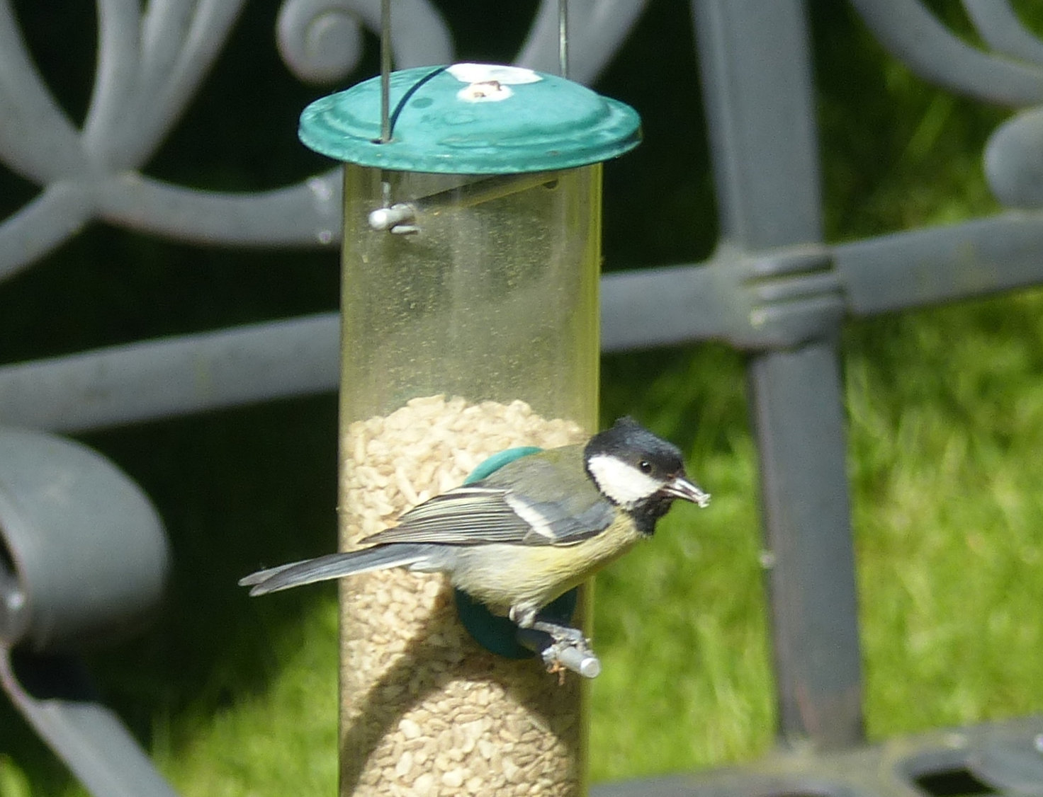 Great Tit, Great Tits do not hang around on feeders so I ha…