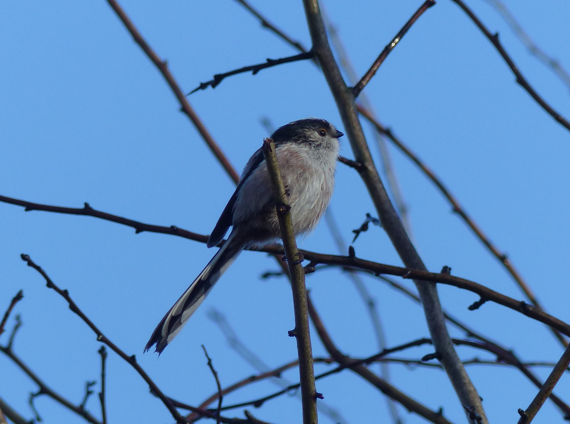 Long-tailed tit, They move through foliage and hang upside …